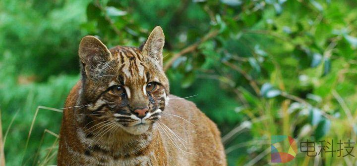 20家交易所商家正式入驻金猫平台，共建新生态 –
